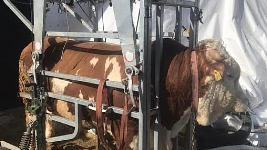 Elazığ'da büyükbaş hayvanlar için 'Seyyar pedikür aracı'