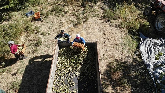 Elazığ'da ceviz üretimi yüzde 100 arttı, yıllık 4 bin tona yaklaştı