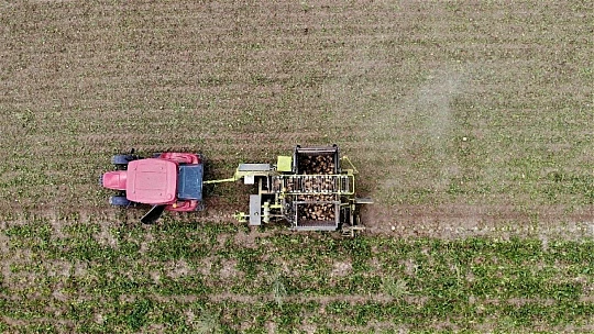 Elazığ'da çiftçiler şeker pancarı mesaisinde