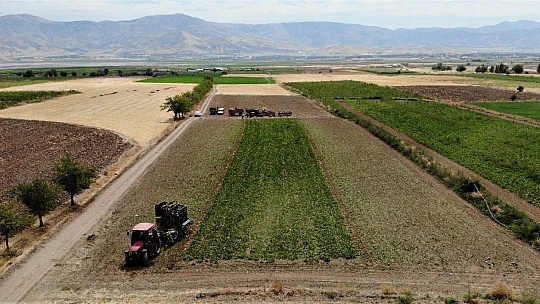 Elazığ'da çiftçiler şeker pancarı mesaisinde