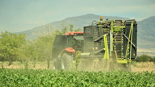 Elazığ'da çiftçiler şeker pancarı mesaisinde