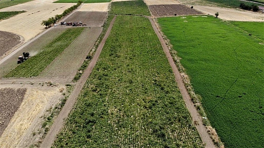 Elazığ'da çiftçiler şeker pancarı mesaisinde