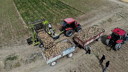 Elazığ'da çiftçiler şeker pancarı mesaisinde