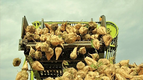 Elazığ'da çiftçiler şeker pancarı mesaisinde