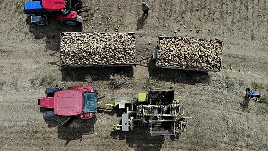 Elazığ'da çiftçiler şeker pancarı mesaisinde