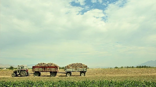 Elazığ'da çiftçiler şeker pancarı mesaisinde