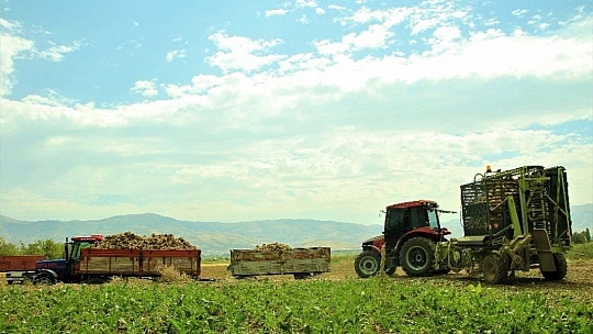 Elazığ'da çiftçiler şeker pancarı mesaisinde