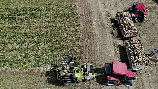 Elazığ'da çiftçiler şeker pancarı mesaisinde