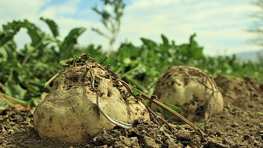 Elazığ'da çiftçiler şeker pancarı mesaisinde