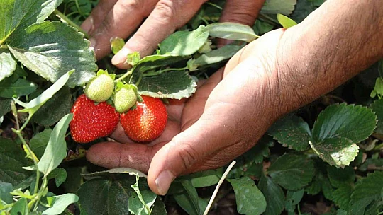 Elazığ'da çilek hasadı sürüyor