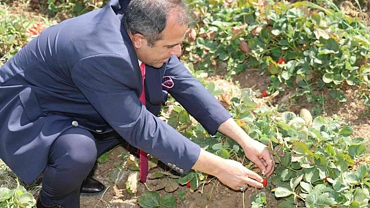 Elazığ'da çilek hasadı sürüyor