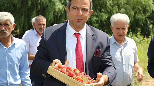 Elazığ'da çilek hasadı sürüyor