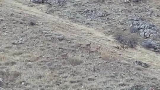 Elazığ'da dağ keçileri sürü halinde görüntülendi