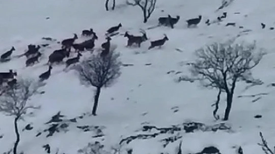 Elazığ'da dağ keçileri sürü halinde görüntülendi