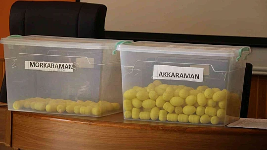Elazığ'da damızlık koç alımı için kura çekildi