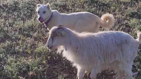 Elazığ'da definecilerin kazdığı kuyuya düşen keçi kurtarıldı