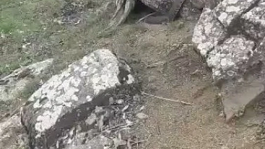 Elazığ'da dev yılan görenleri korkuttu