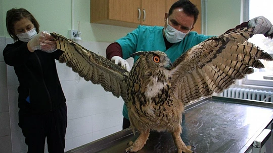 Elazığ'da devasa görünümlü 'Kulaklı Orman Baykuşu' bulundu