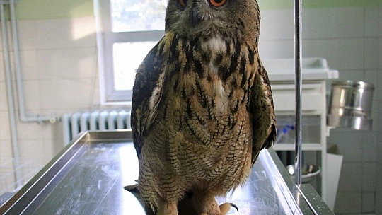 Elazığ'da devasa görünümlü 'Kulaklı Orman Baykuşu' bulundu