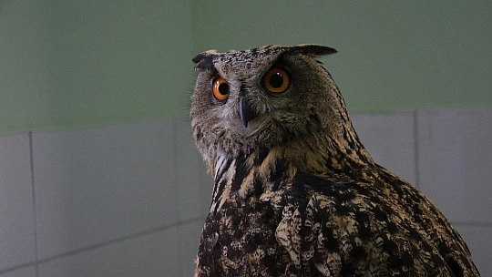 Elazığ'da devasa görünümlü 'Kulaklı Orman Baykuşu' bulundu