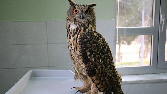 Elazığ'da devasa görünümlü 'Kulaklı Orman Baykuşu' bulundu