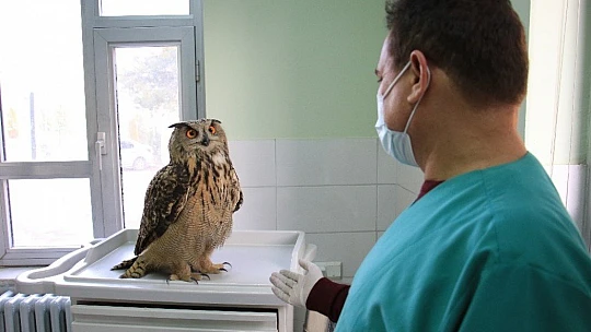 Elazığ'da devasa görünümlü 'Kulaklı Orman Baykuşu' bulundu