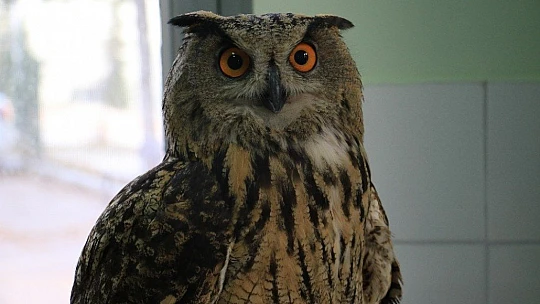 Elazığ'da devasa görünümlü 'Kulaklı Orman Baykuşu' bulundu