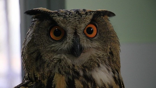 Elazığ'da devasa görünümlü 'Kulaklı Orman Baykuşu' bulundu