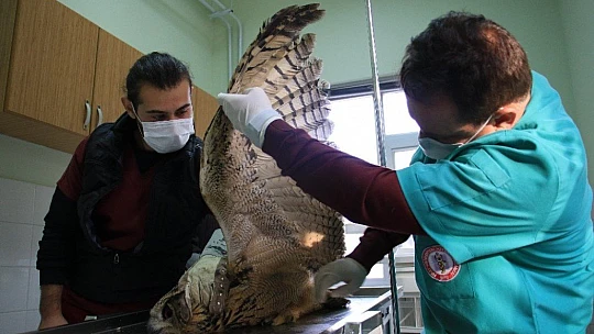 Elazığ'da devasa görünümlü 'Kulaklı Orman Baykuşu' bulundu