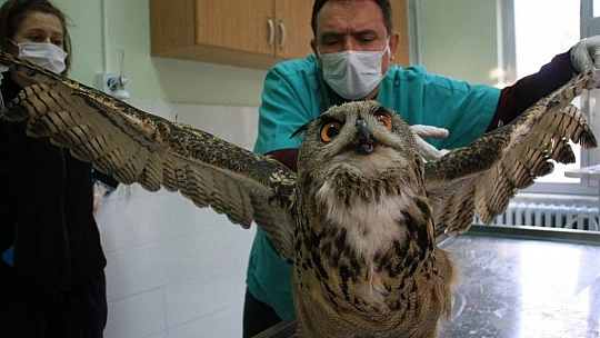 Elazığ'da devasa görünümlü 'Kulaklı Orman Baykuşu' bulundu