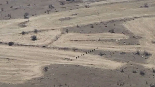 Elazığ'da domuz sürüsü drone ile görüntülendi
