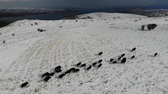 Elazığ'da domuz sürüsünün kaçışları drone ile böyle görüntülendi