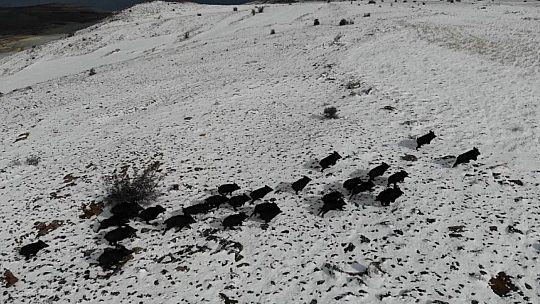 Elazığ'da domuz sürüsünün kaçışları drone ile böyle görüntülendi