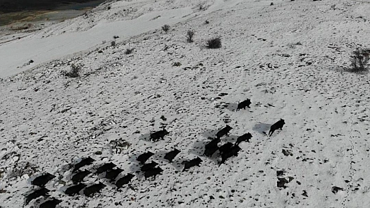 Elazığ'da domuz sürüsünün kaçışları drone ile böyle görüntülendi