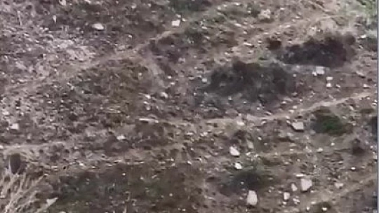 Elazığ'da domuz ve yavruları görüntülendi