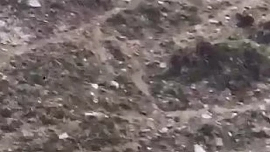 Elazığ'da domuz ve yavruları görüntülendi