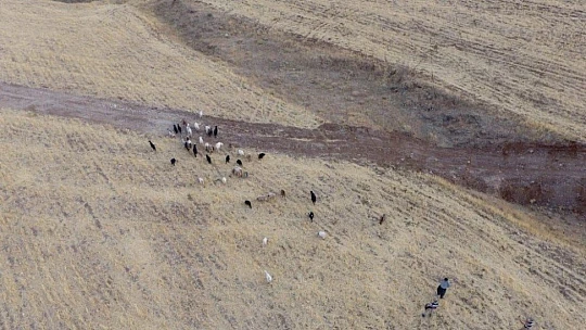 Firar eden hayvanlar drone ile bulundu