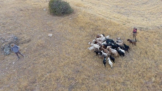 Firar eden hayvanlar drone ile bulundu