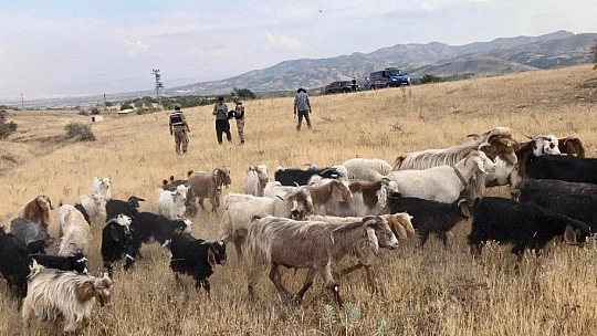 Firar eden hayvanlar drone ile bulundu