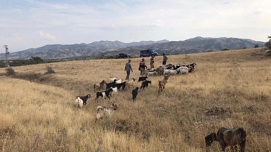Firar eden hayvanlar drone ile bulundu