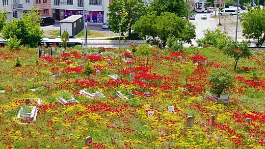 Elazığ'da gelincikler mezarlığı kırmızıya bürüdü
