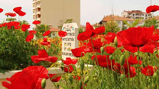 Elazığ'da gelincikler mezarlığı kırmızıya bürüdü