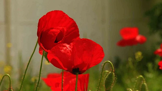 Elazığ'da gelincikler mezarlığı kırmızıya bürüdü