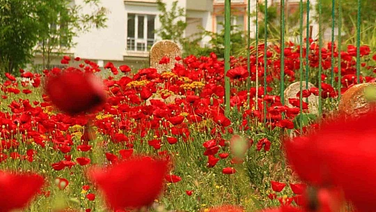 Elazığ'da gelincikler mezarlığı kırmızıya bürüdü