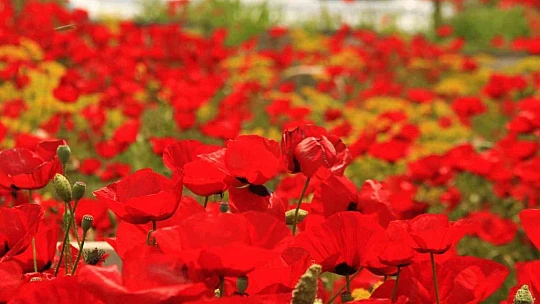 Elazığ'da gelincikler mezarlığı kırmızıya bürüdü
