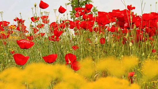 Elazığ'da gelincikler mezarlığı kırmızıya bürüdü