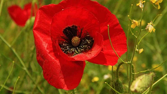 Elazığ'da gelincikler mezarlığı kırmızıya bürüdü