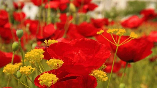 Elazığ'da gelincikler mezarlığı kırmızıya bürüdü