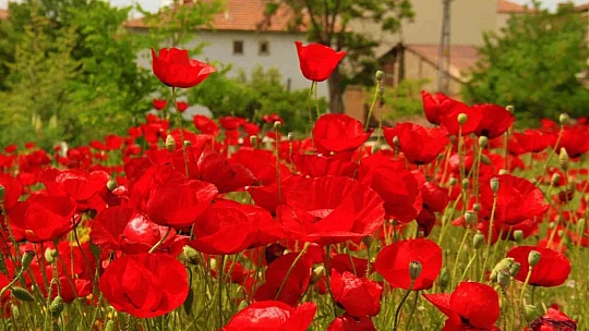 Elazığ'da gelincikler mezarlığı kırmızıya bürüdü