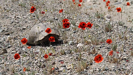 Elazığ'da gelinciklerin görsel şöleni
